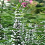Motherwort