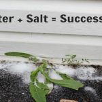 salt8